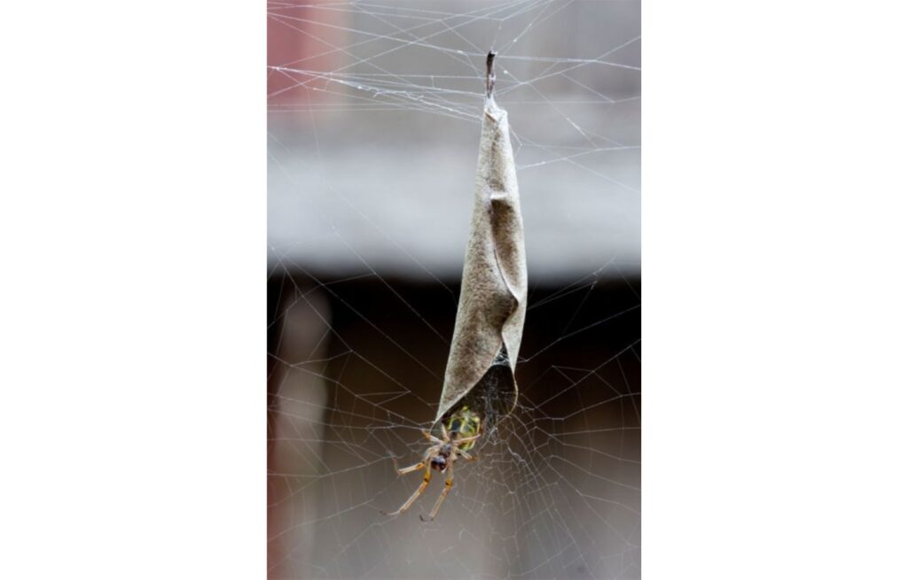 Phonognatha graeffei El Pergolero Pardo de Indonesia