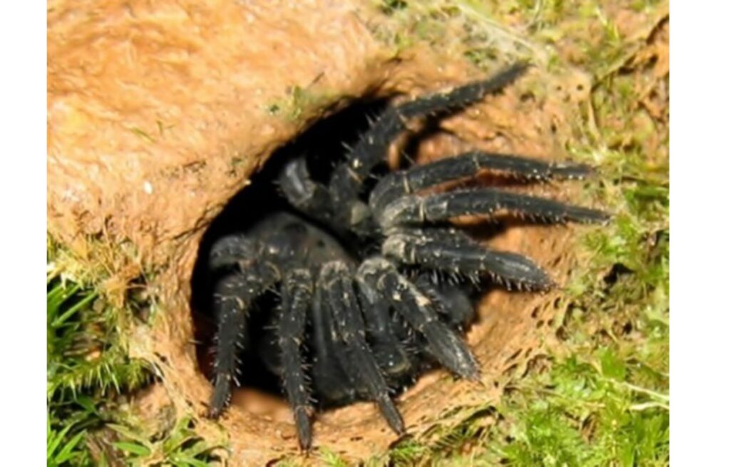 Araña con Puerta Articulada Innovación en la Naturaleza