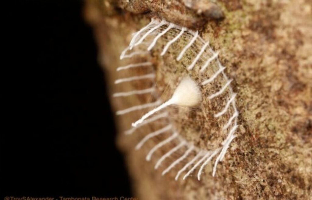 Capullo de Mosca Spongilla Refugios Acuáticos