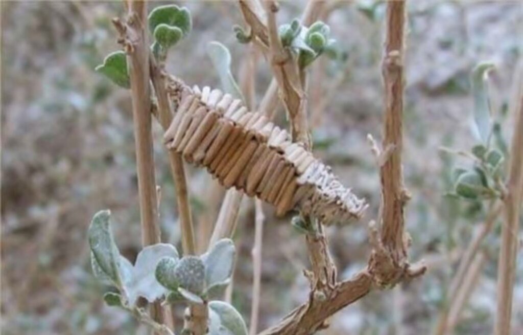 Capullos Amicta Obras de Seda en Miniatura