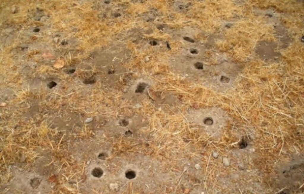 Ciudades Ardilla Redes Urbanas en los Bosques