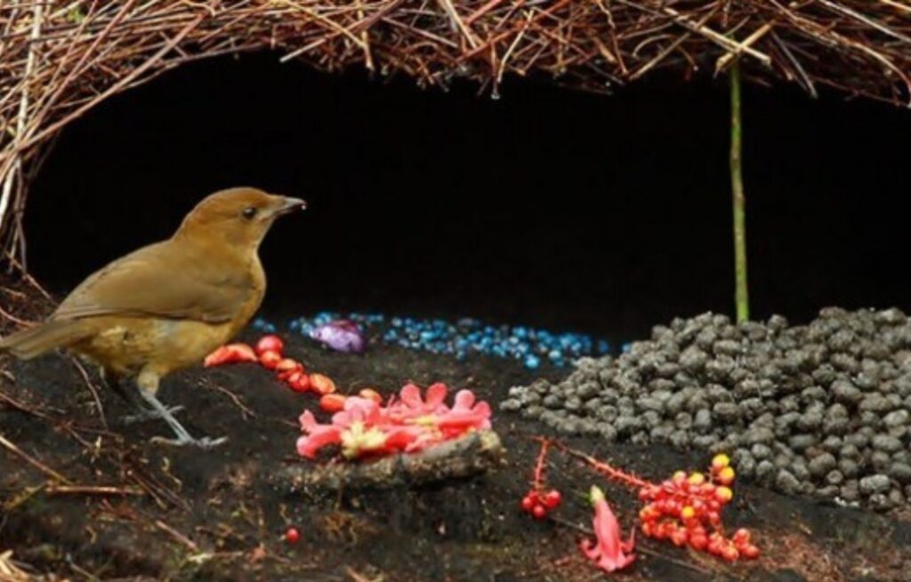 Pájaro Jardinero Los Artistas de la Selva