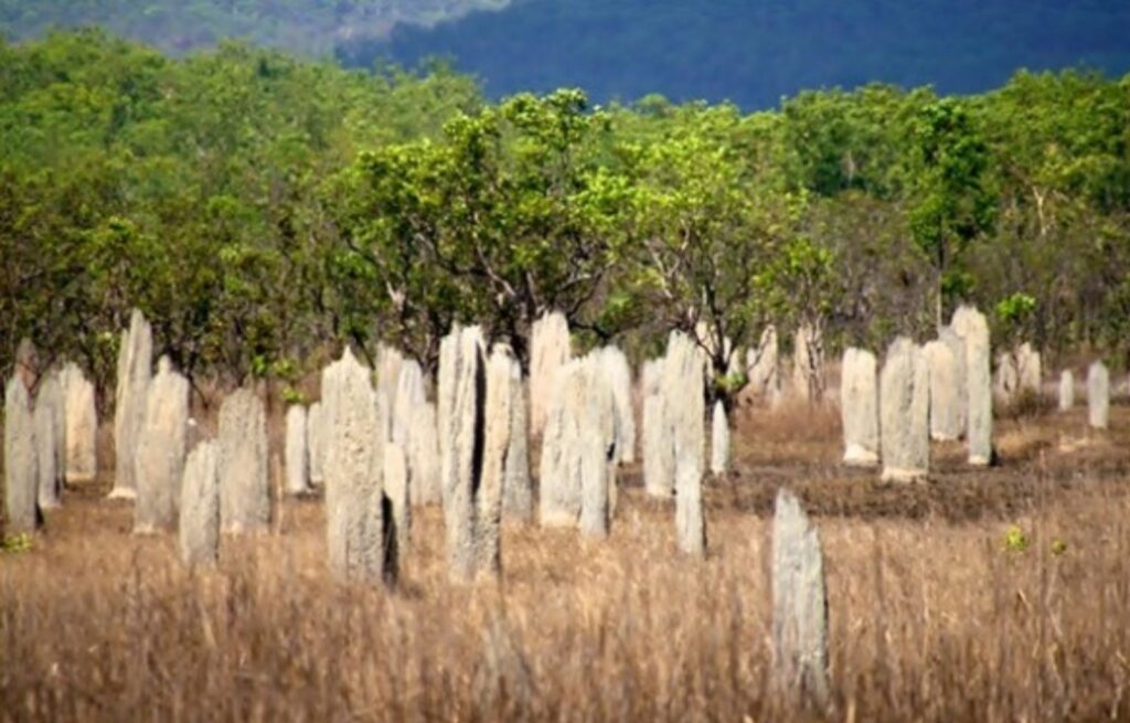 Termiteros Magnéticos en el Parque Nacional de Litchfield